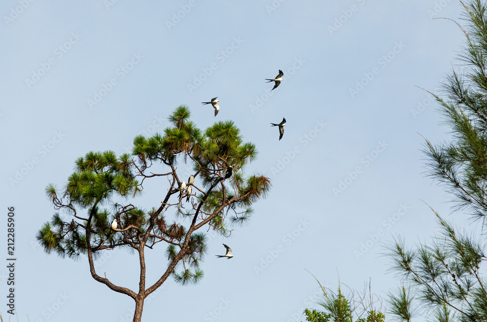 Swallowtailed kites flock in the pine trees of Naples, Florida Stock