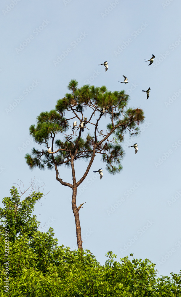 Swallowtailed kites flock in the pine trees of Naples, Florida Stock