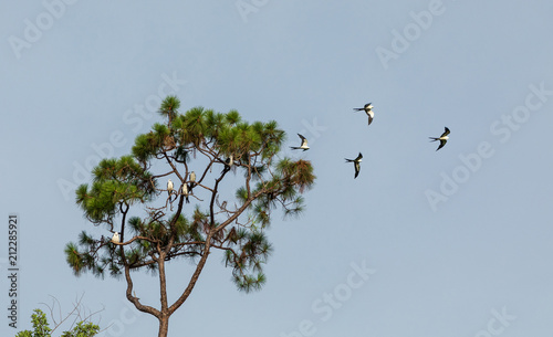 Swallow-tailed kites flock in the pine trees of Naples, Florida photo