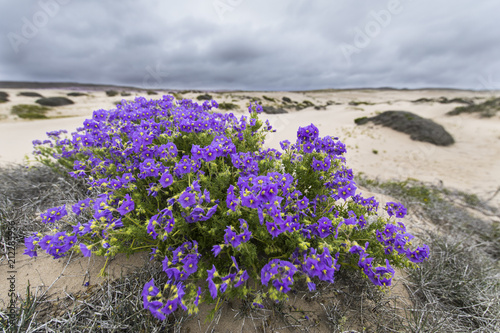 From time to time rain comes to Atacama Desert  when that happens thousands of flowers grow along the desert from seeds that are from hundreds of years ago  amazing the  Desierto Florido  phenomenom
