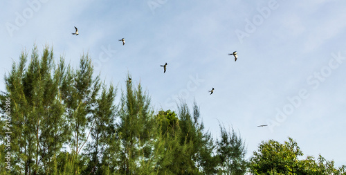 Swallow-tailed kites flock in the pine trees of Naples, Florida photo