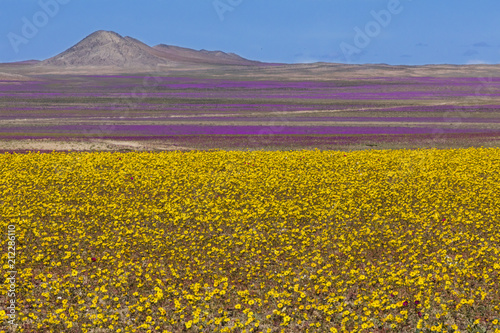 From time to time rain comes to Atacama Desert, when that happens thousands of flowers grow along the desert from seeds that are from hundreds of years ago, amazing the 