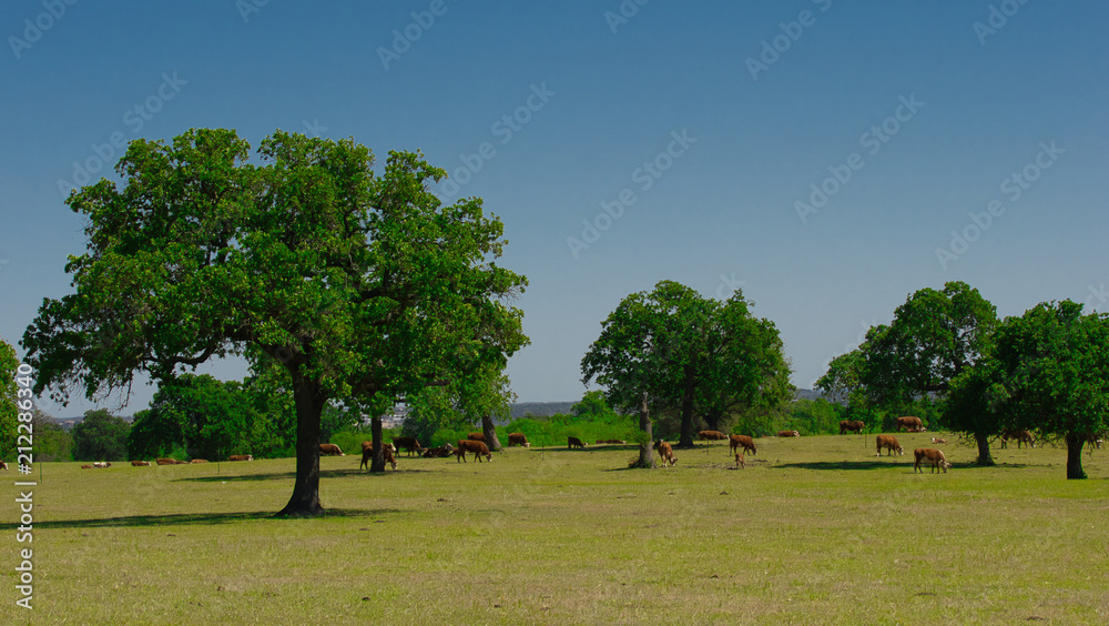 Fototapeta premium Wide Open Spaces 