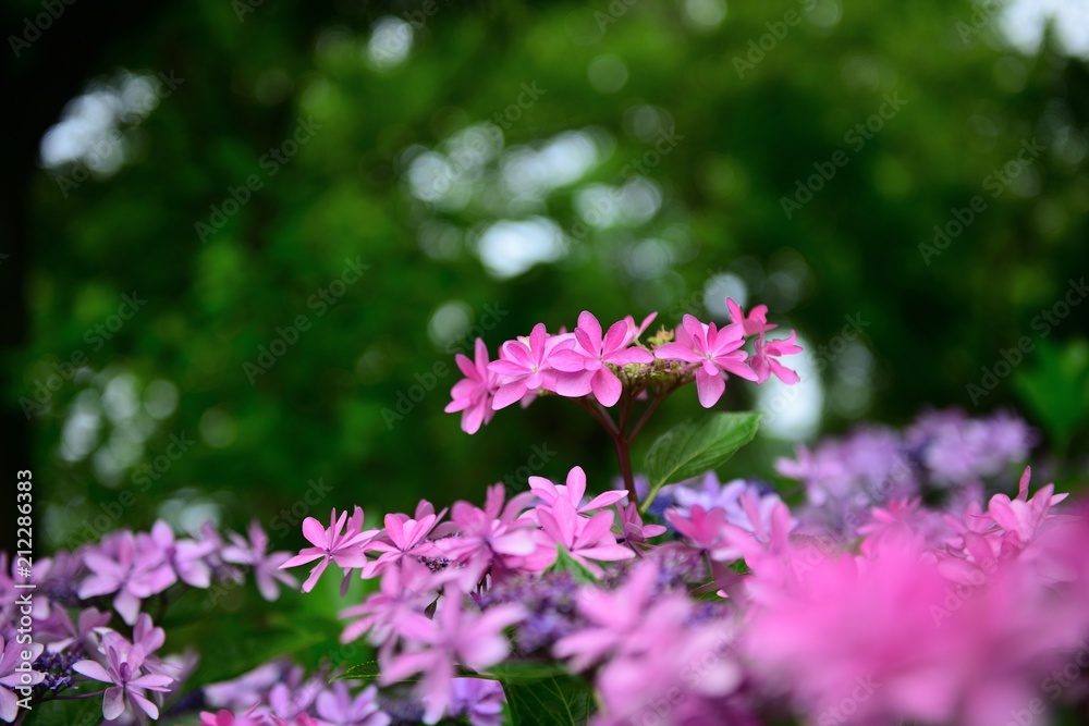 咲き誇る満開のピンクのアジサイ