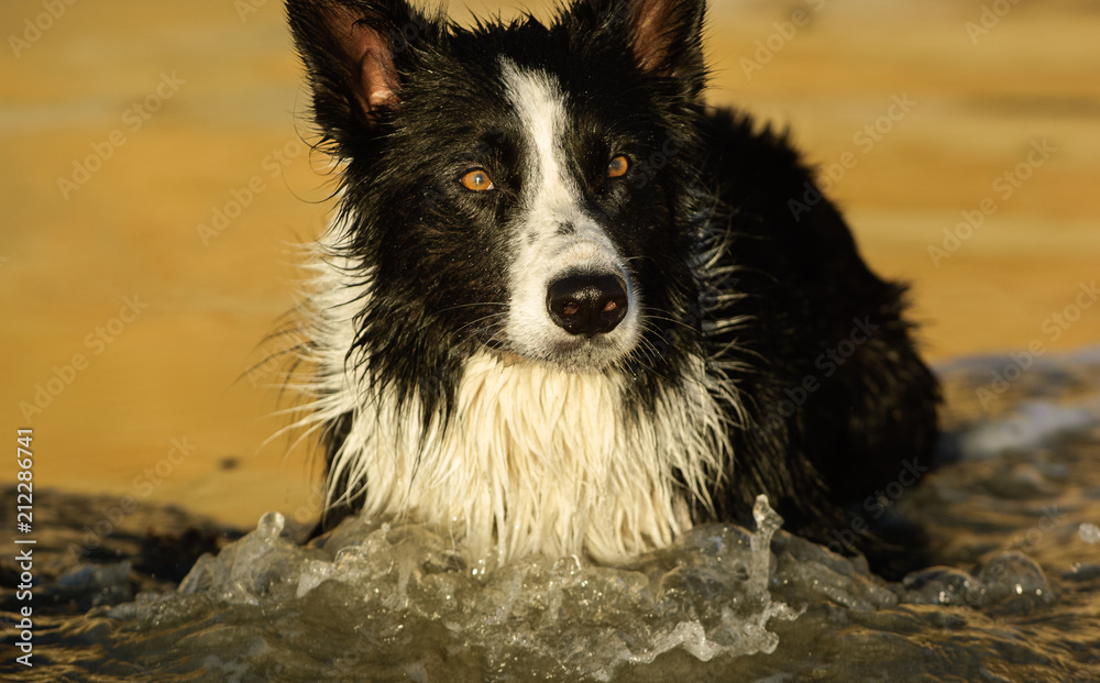 Black and white Border Collie dog outdoor portrait in water