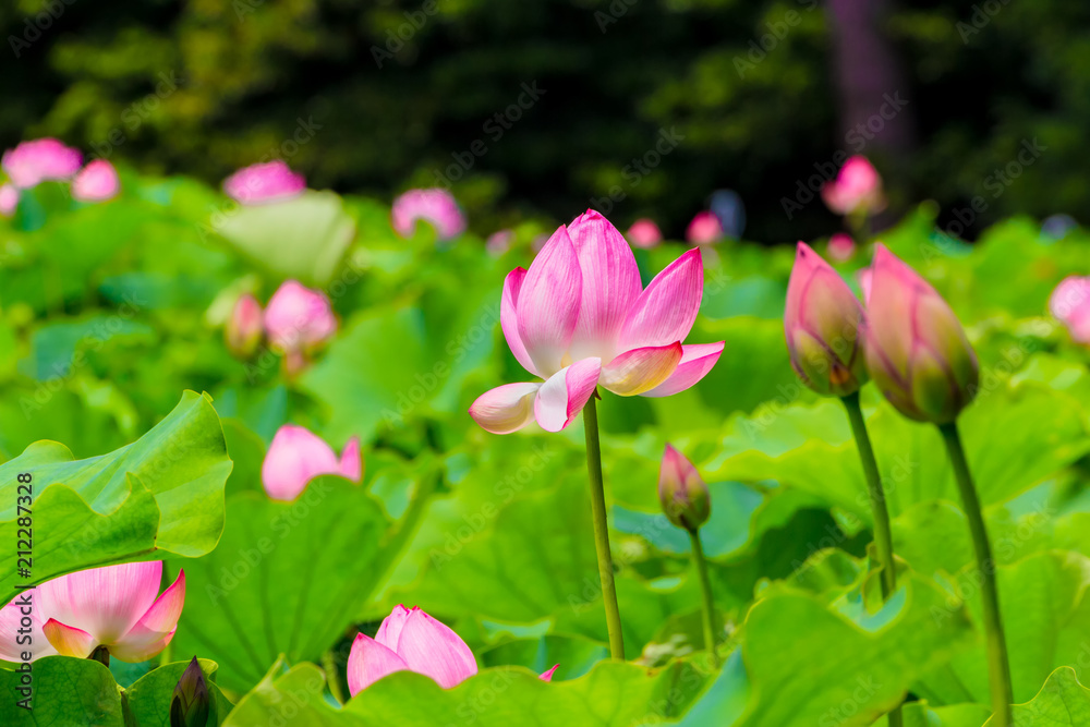 Lotus Flower.Background is the lotus leaf and lotus bud and lotus flower and tree.Shooting location is Yokohama, Kanagawa Prefecture Japan.