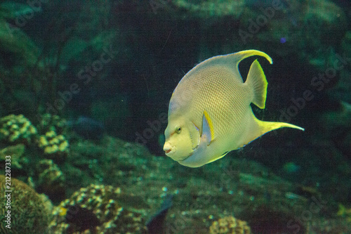 Bermuda blue angelfish Holacanthus bermudensis photo