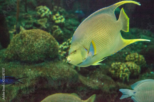 Bermuda blue angelfish Holacanthus bermudensis photo