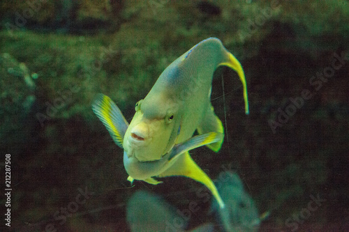 Bermuda blue angelfish Holacanthus bermudensis photo