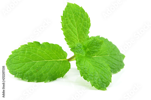 Fresh peppermint leaves on the white background