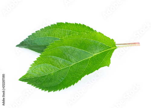 Green apple leaf isolated on white background