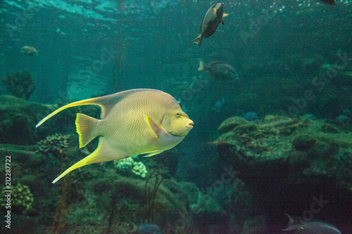 Bermuda blue angelfish Holacanthus bermudensis photo