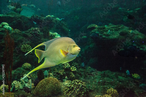 Bermuda blue angelfish Holacanthus bermudensis photo