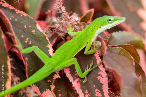 Green Carolina anole (Anolis carolinensis) closeup on red copperleaf plant leaves (Acalypha wilkesiana) - Pembroke Pines, Florida, USA photo
