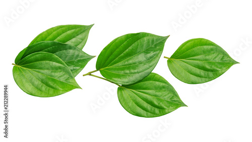Photos Green betel piper leaf on a white background.