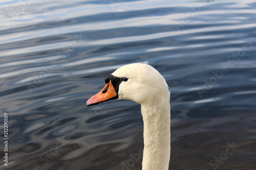 Fototapeta Naklejka Na Ścianę i Meble -  Close up of single white swan head covered with small water drops with blue river background