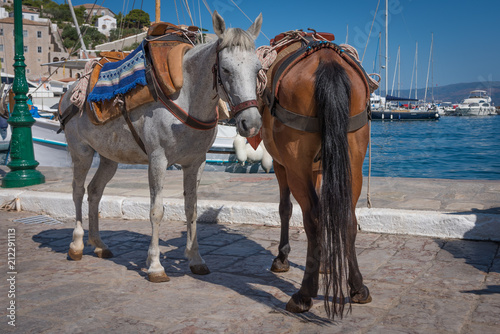 Two Donkeys at Greek Island Harbour