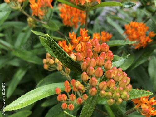 BUTTERFLY WEED IN BLOOM