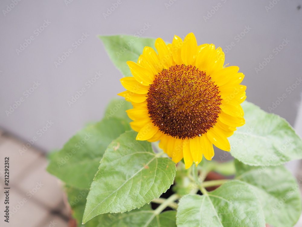 Obraz premium ヒマワリ