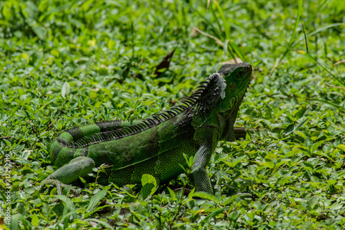 Green Iguana Lounging on Sunny Day