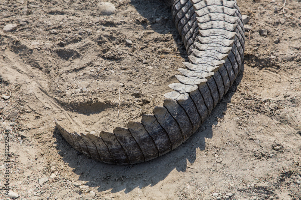 Fototapeta premium Marsh Crocodile in Jakigur, Sistan and Baluchistan, Iran