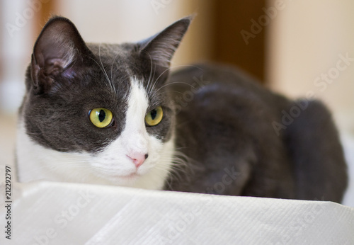 Gray white cat watching intensely