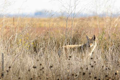 coyote hunting in tall grass