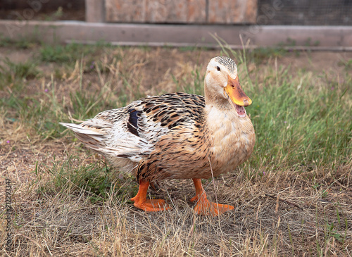 Canvastavla Appleyard duck waddling across lawn
