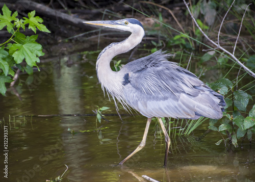A large great blue heron slowly wades through the murky waters of a Virginia wetland in search of its next meal.