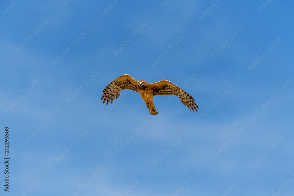 Naklejka premium Northern Harrier bird of prey in flight