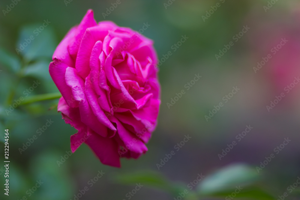 Blooming pink rose on blurred background, beautiful pink rose on a green background, blank for cards, holiday bouquet, spring pattern for the designer, art