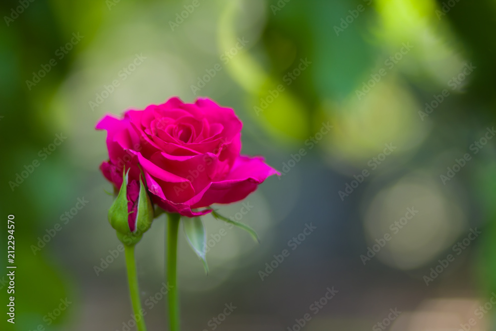 Blooming pink rose on blurred background, beautiful pink rose on a green background, blank for cards, holiday bouquet, spring pattern for the designer, art Blooming pink rose on blurred background, beautiful pink rose on a green background, blank for cards, holiday bouquet, spring pattern for the designer, art