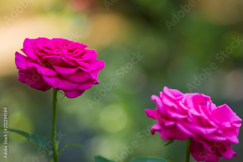 Blooming pink rose on blurred background  beautiful pink rose on a green background  blank for cards  holiday bouquet  spring pattern for the designer  art