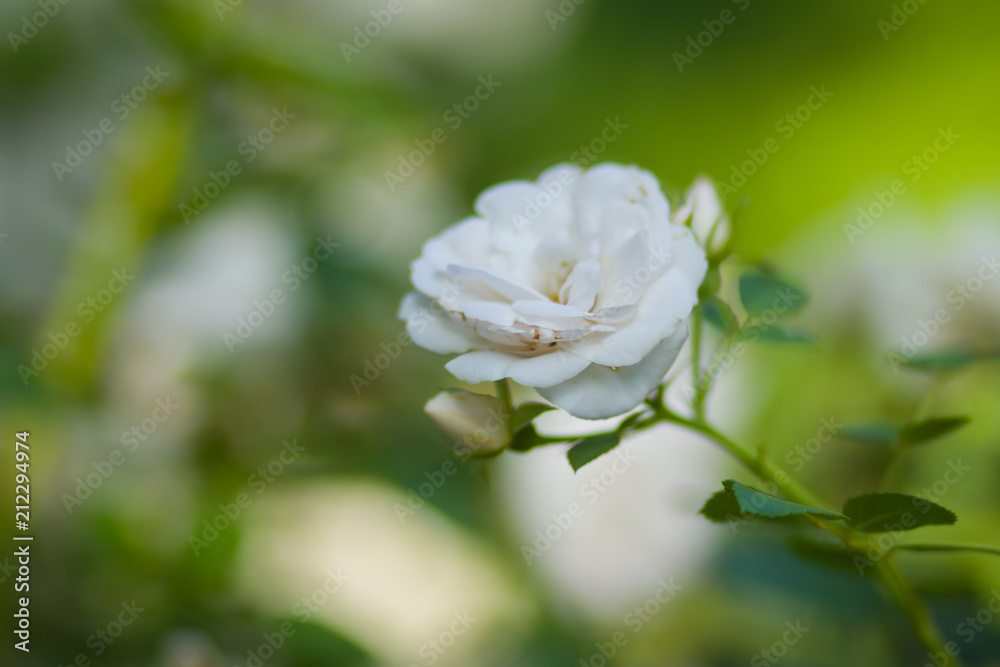 Blooming white rose on blurred background, beautiful white rose on a green background, blank for cards, holiday bouquet, spring pattern for the designer, art Blooming white rose on blurred background, beautiful white rose on a green background, blank for cards, holiday bouquet, spring pattern for the designer, art