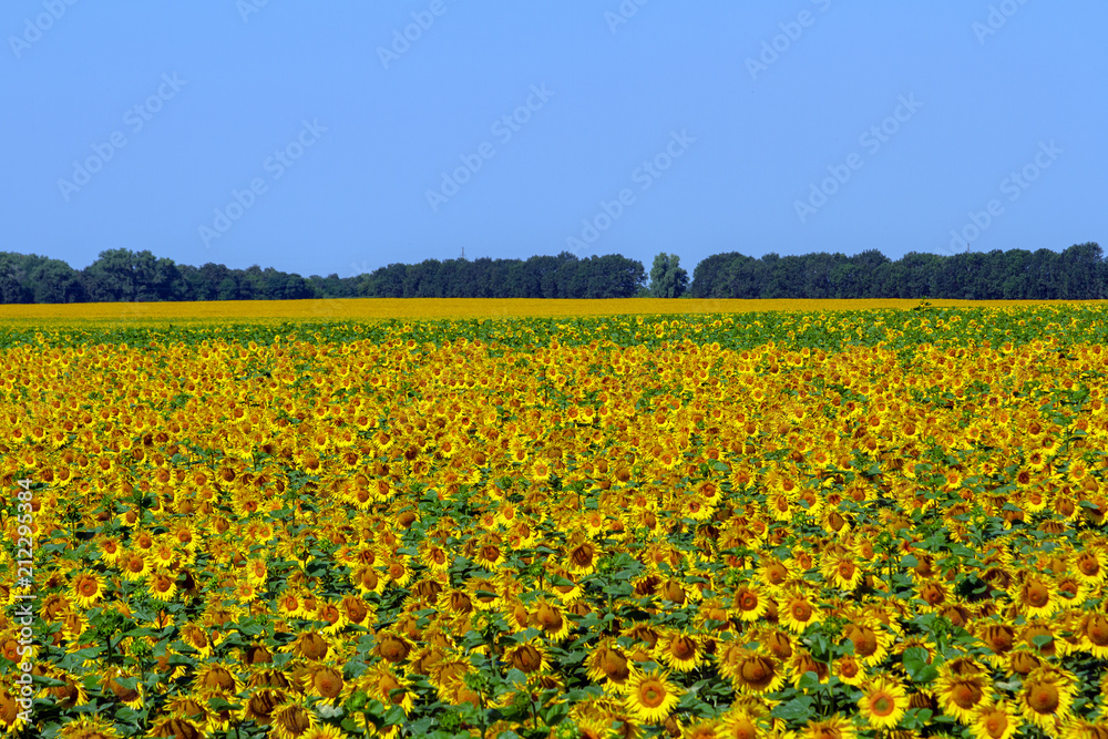 Sunflowers grow in stripes to the very horizon against the blue clear sky. Background for designers on the theme of sunflower or sunflower oil production. Sunflowers grow in stripes to the very horizon against the blue clear sky. Background for designers on the theme of sunflower or sunflower oil production.