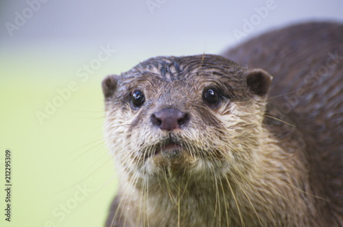 Close Up shot of face water otter.