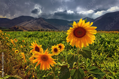 Sunflowers backlit by sunshine in a cloudy day before heavy rain