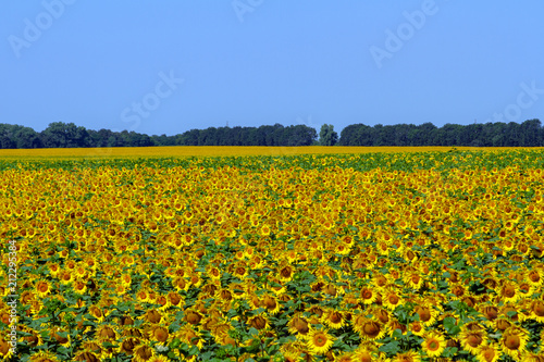 Sunflowers grow in stripes to the very horizon against the blue clear sky. Background for designers on the theme of sunflower or sunflower oil production.