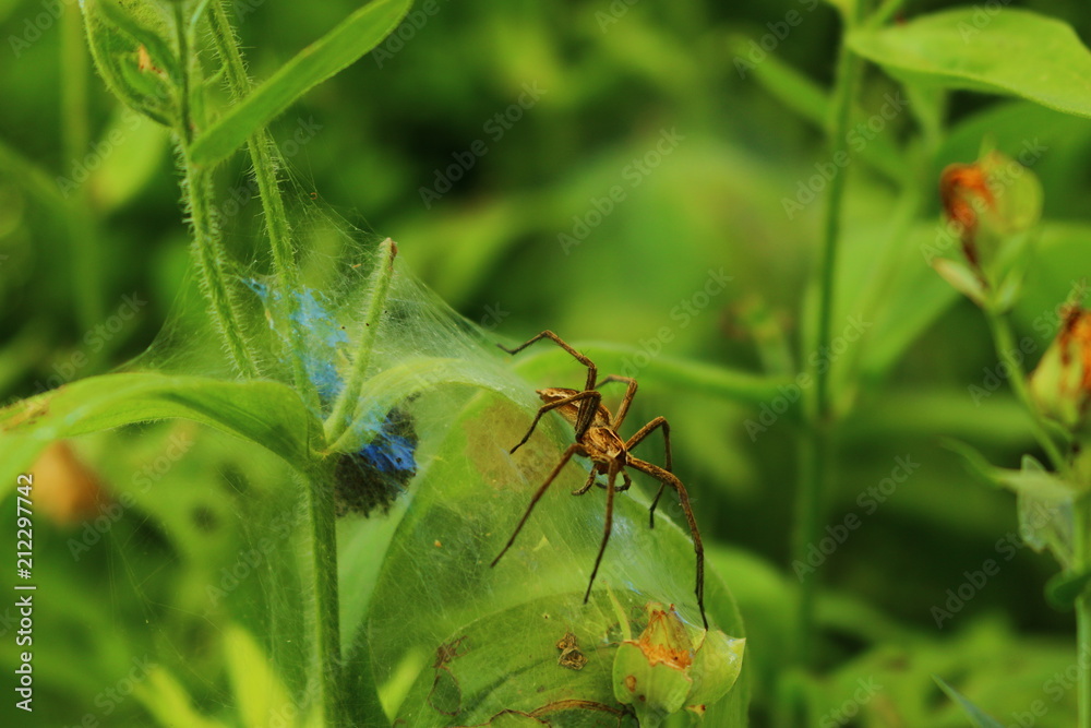 Listspinne (Pisaura mirabilis)