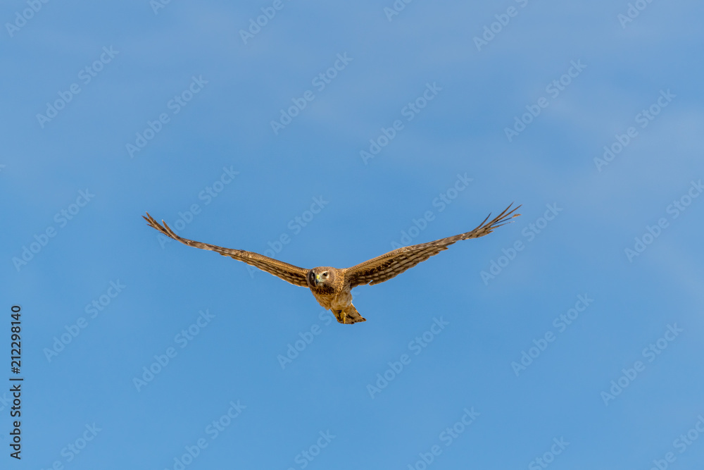 Northern Harrier bird of prey in flight Northern Harrier bird of prey in flight