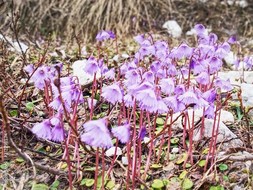 Group of Snowbells - Soldanella in the Italy Alps. Gentle flowers photo