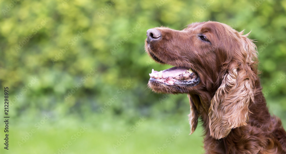 Happy smiling Irish Setter dog on a green background