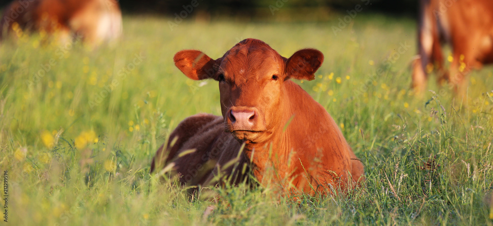 A Cow A Cow