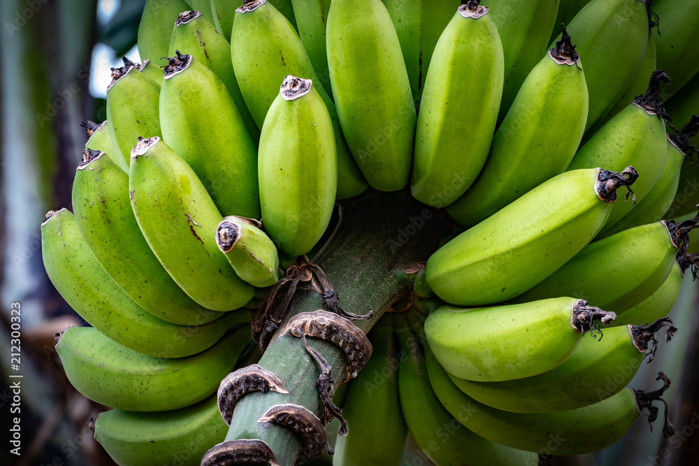 Bunches of young green bananas hanging from tree in Jamaica. Can be cooked and eaten when green, or eaten as a fruit when ripe.