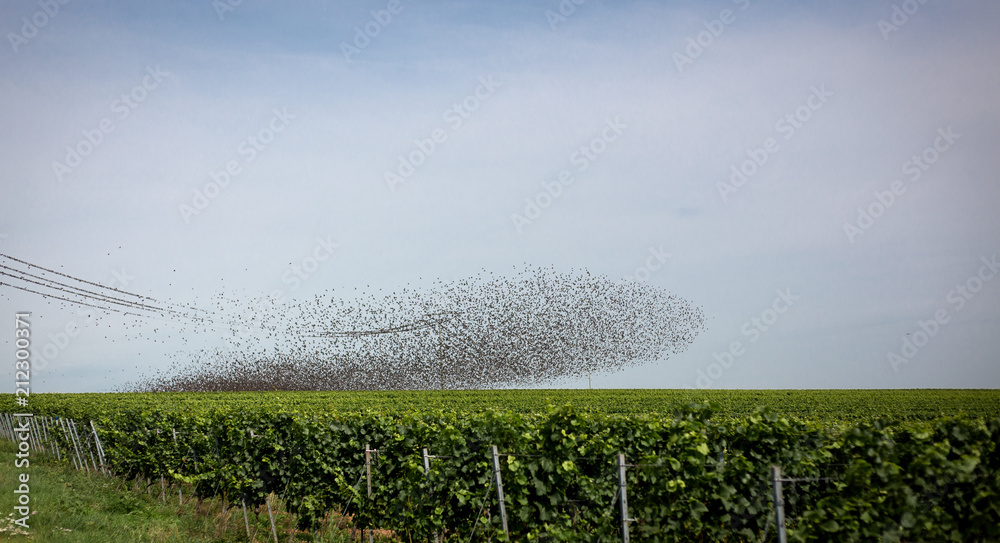Vögel über Weinberg