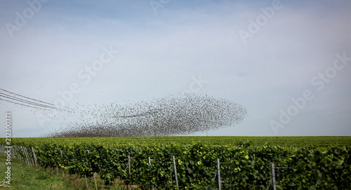 Vögel über Weinberg