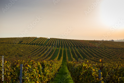 Obraz na płótnie Weinreben im herbstlichen Sonnenlicht w salonie