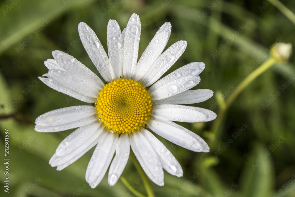 Fototapeta premium Photo of natural white chamomile. Close-up view.