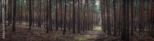 Fototapeta Naklejka Na Ścianę i Meble -  Forest landscape, pine forest and moss. Large panorama of the forest.