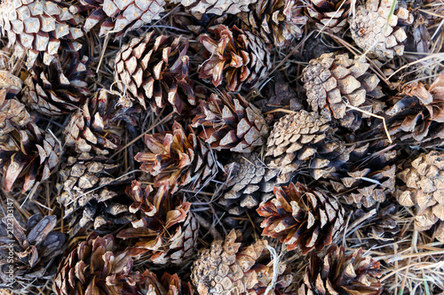 fir cones on the forest floor